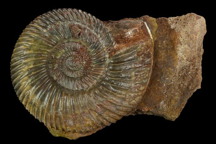 Jurassic Ammonite (Parkinsonia) Fossil - Sengenthal, Germany #129414